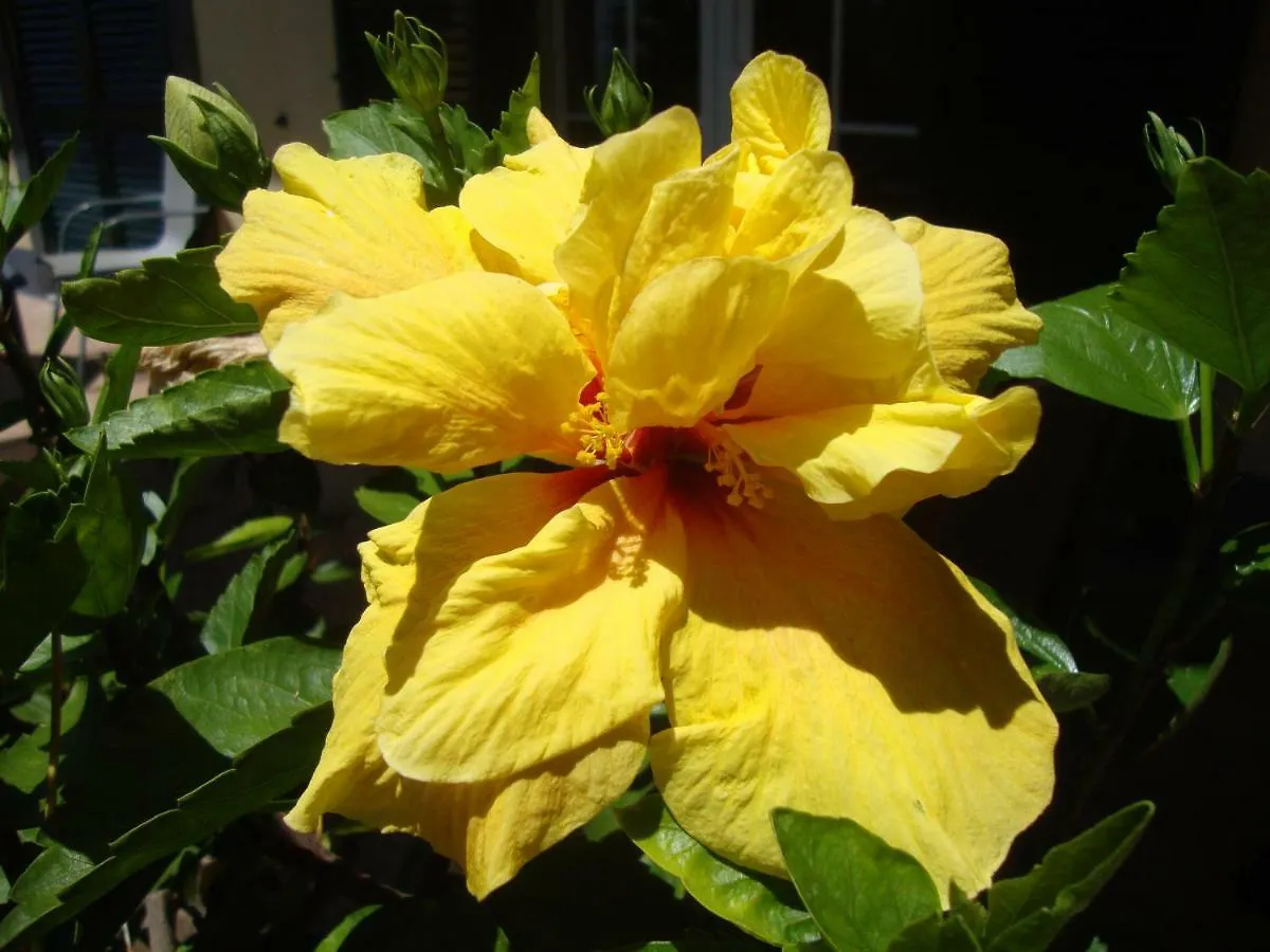 Blooming Botanic Houses Estreito Da Calheta 0*,