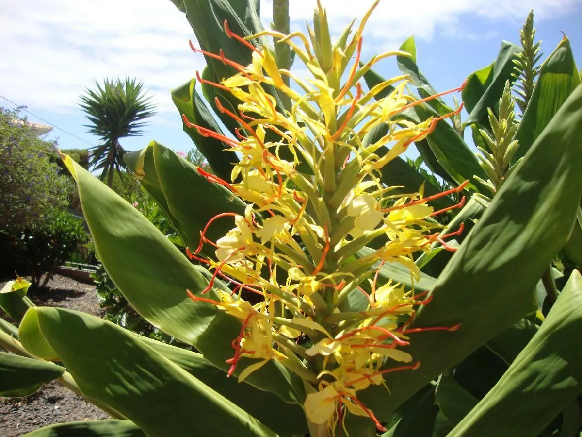 Blooming Botanic Houses Estreito Da Calheta Holiday home